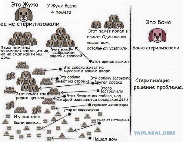 Верховный суд вынес смертный приговор всем бездомным животным России