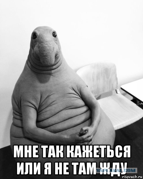 Животные, которые всегда сохраняют безразличие. А точнее - пофигизм