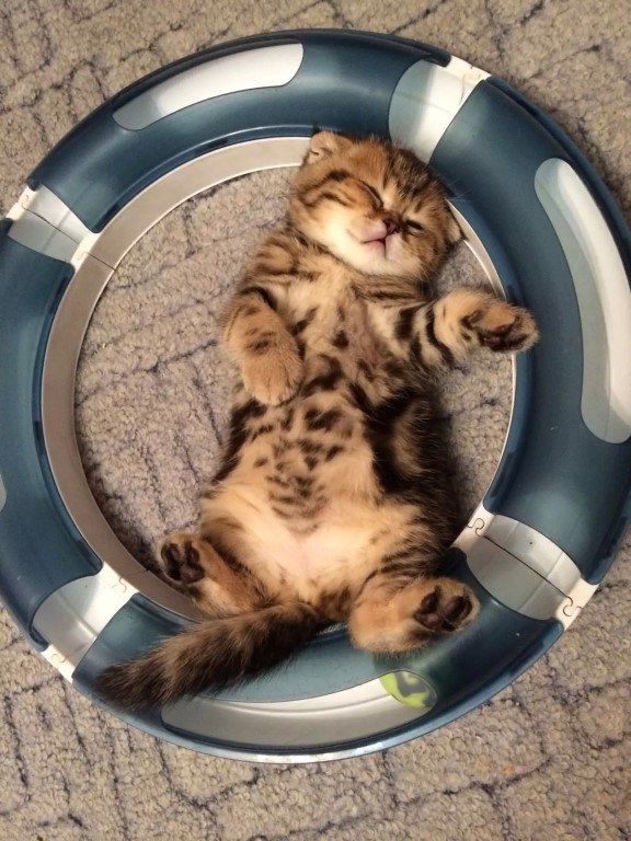 Коты и Кошки