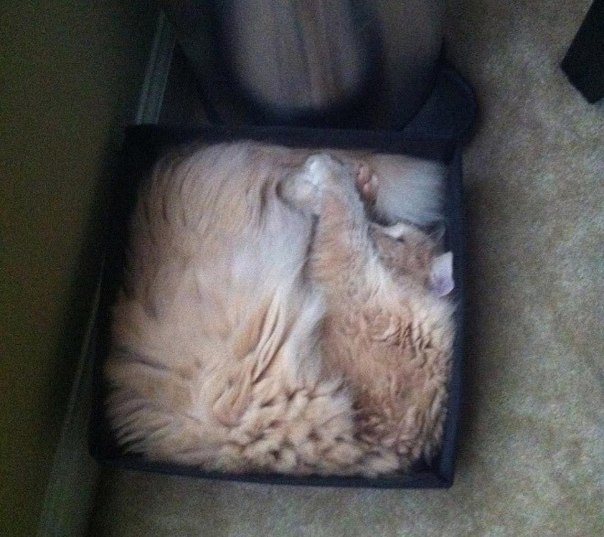 Коты и Кошки