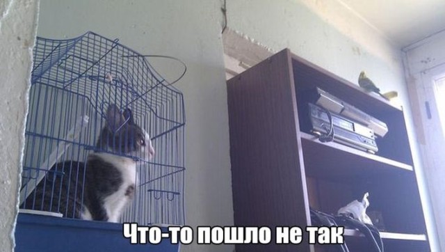 Подборка забавных животных