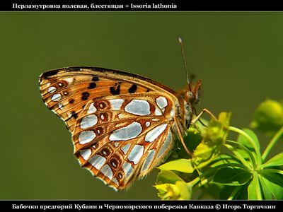 Бабочки Игоря Торгачкина
