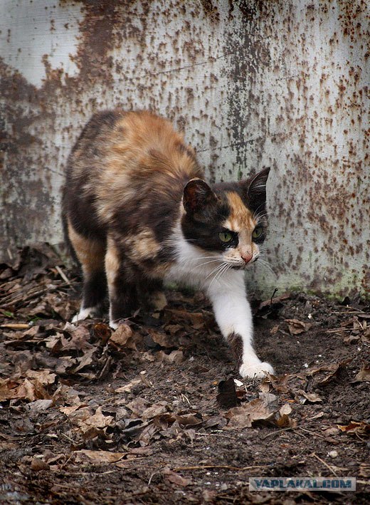 Котовторнику посвящается