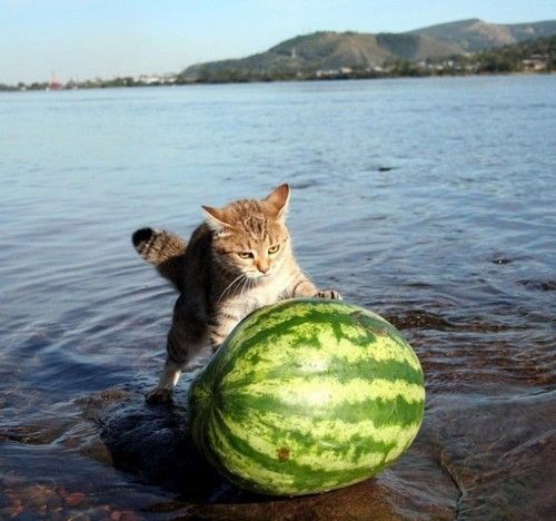 Первый котовторник августа