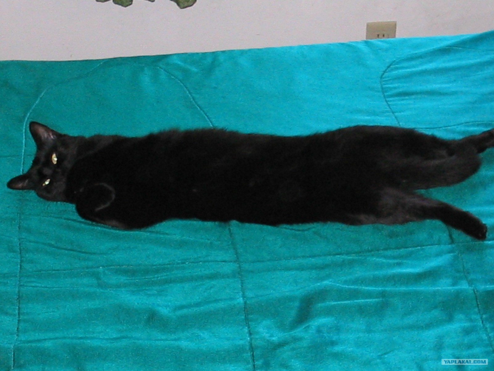 Приметы кошка на животе. После кастрации коты перестают метить. Кастрированный кот метит кровать.