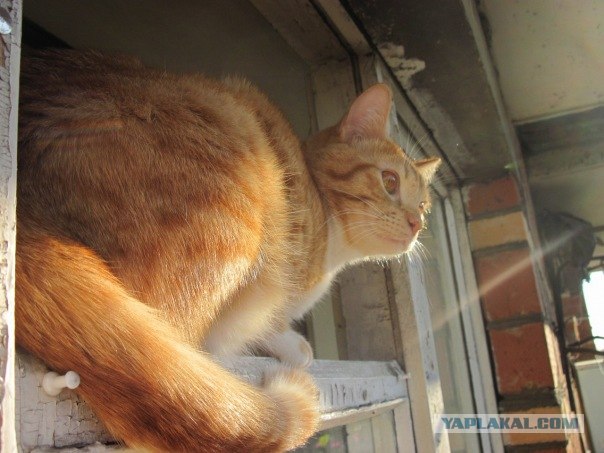 Котовторник 1.02.2011