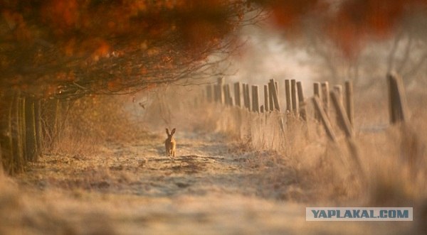 Лучшие фотографии дикой природы 2011
