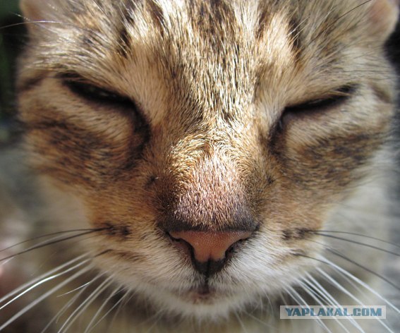 Котовторник   5.06.2012