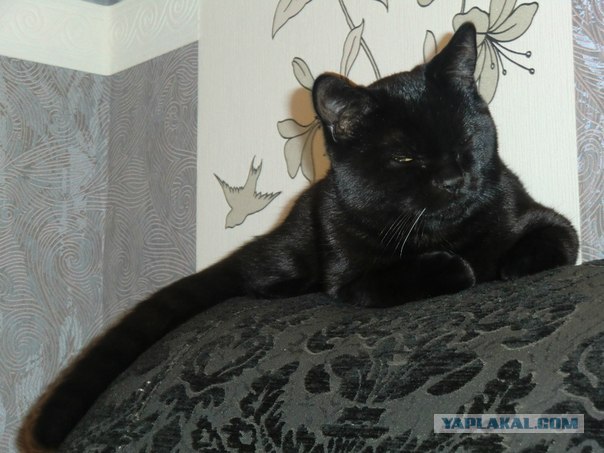 Котовторник ( 23.10. 2012. )