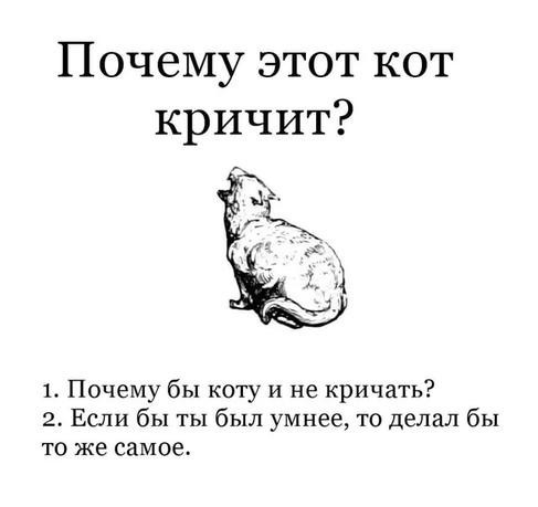Почему кот орет