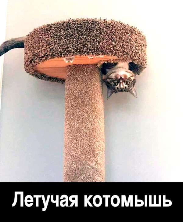 Чуток картинок 11.05.20