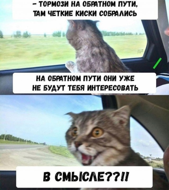 Кастрация кота. Я в шоке