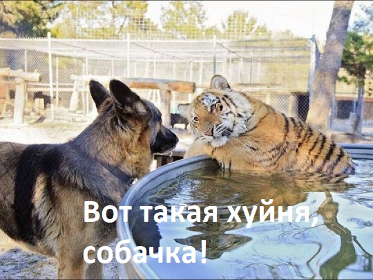Лиса и ванна