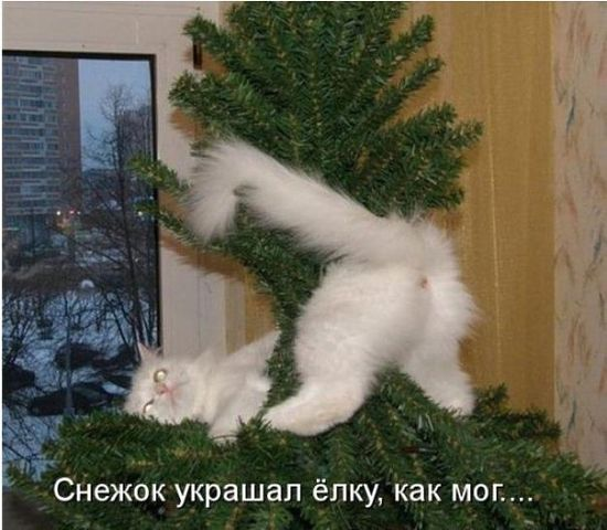 Жизнь домашнего приюта "Котоленд" 419