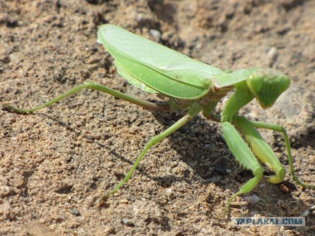 Крым: Судак и окрестности