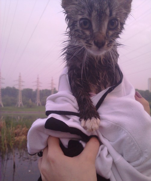 Котовторник 8.10.2013