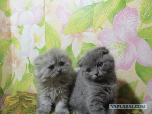 Котовторник  10.12.2013