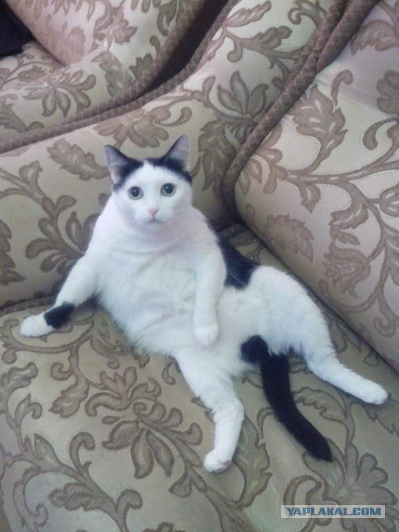 Котовторник   15.04.2014