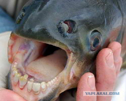 9 мифических животных, которые существуют на самом деле