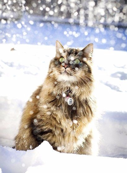 Коты из сети