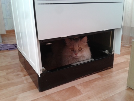 20 мест, в которых не должно было быть кота, но вот он