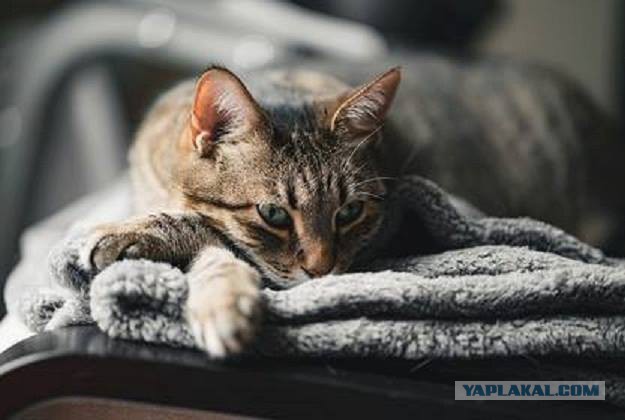 Котовторник 28.03.2017
