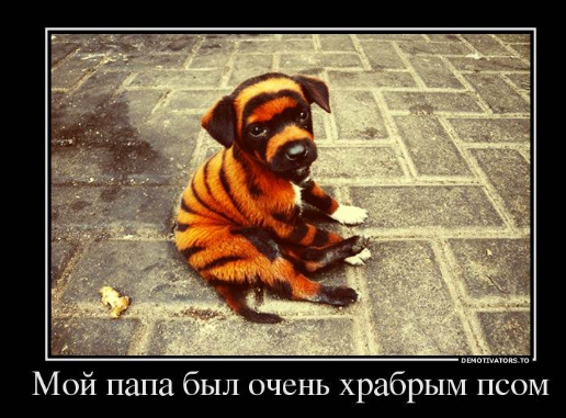 Как кот, внезапно стал матерью