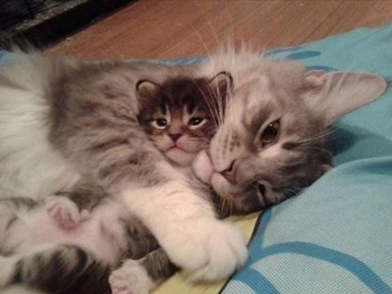 Коты и Кошки