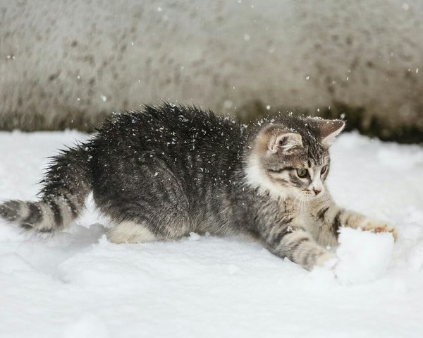 Коты и Кошки