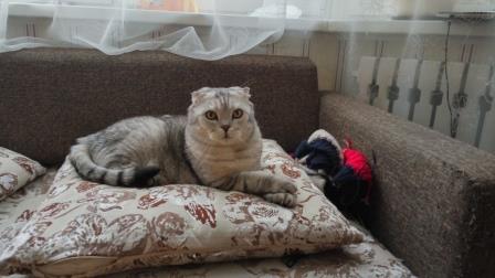 Котовторник  05.12.2017
