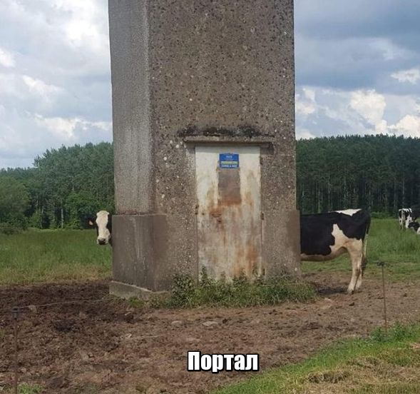 Живность из сети
