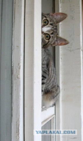 Котовторник на ЯПлакалъ