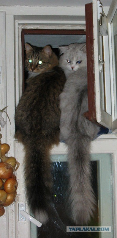 Котовторник на ЯПлакалъ: Кото и кто-то!