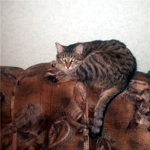 Начинаем котовторник!