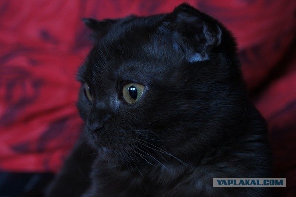 Котовторник 20.12.2011