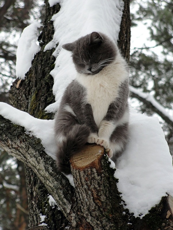 Первый КОТОВТОРНИК 2012