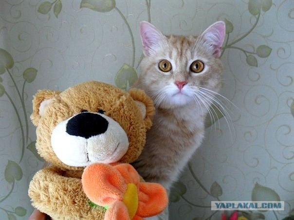 Котовторник 17 января