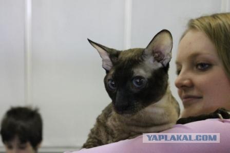 Котовторник 27.03.2012