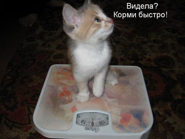 Котовторник  17.07.2012