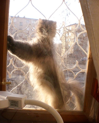 Котовторник  14.08.2012.