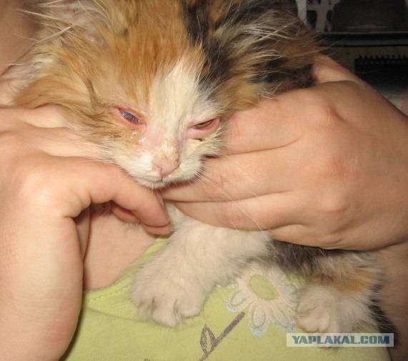 Котонянька и котовторник