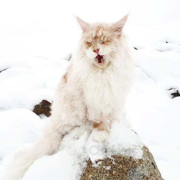 Прикольных котов пост
