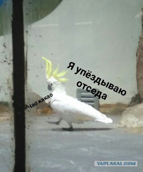 Если ты женат на б**ди!