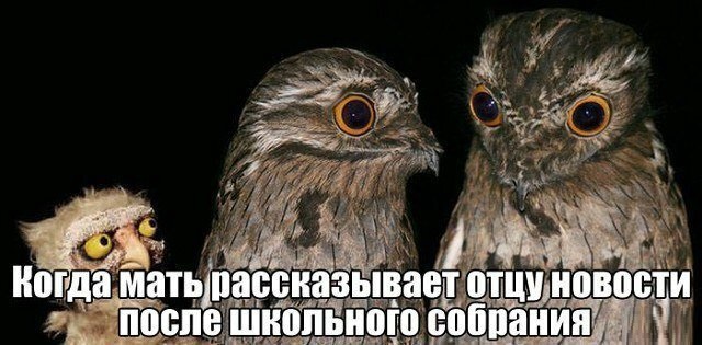 Совы и всякие им подобные