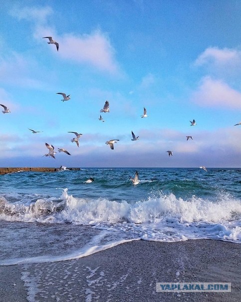 Такое разное Чёрное море