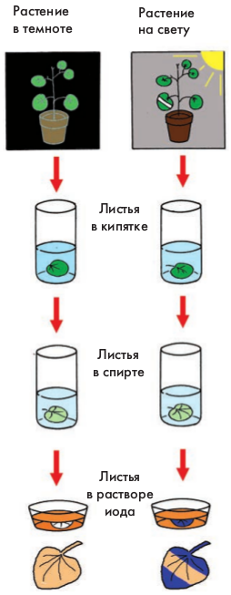 Спирт Роял!