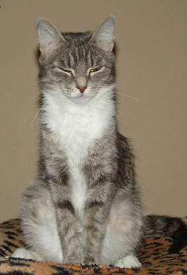 Котовторник?! Коты во вторник!
