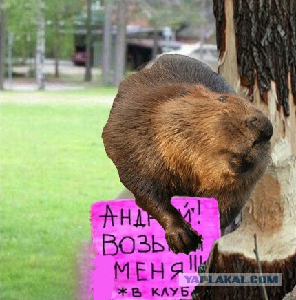 Возьми меня, Андрей!