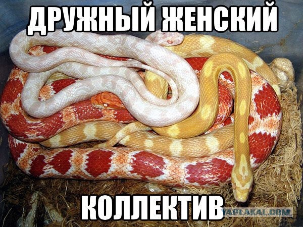 Женский коллектив