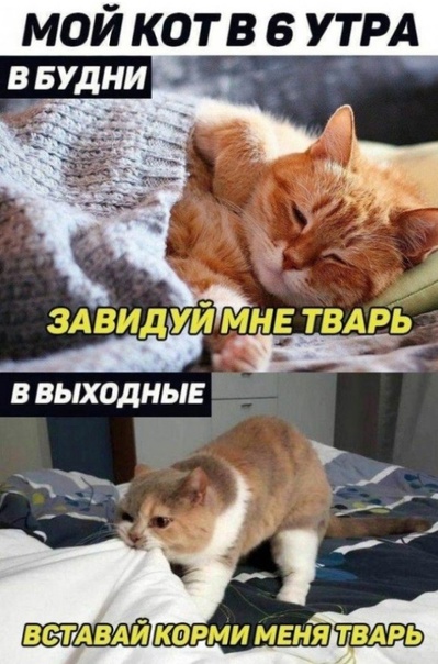 Картинки обо всём 04.02.22